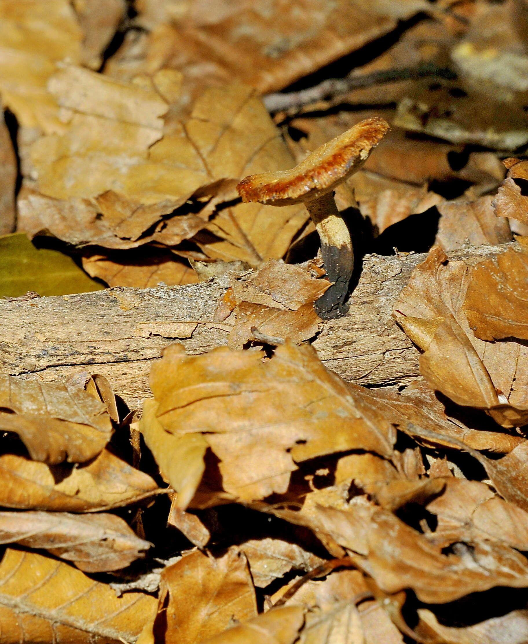 Image of Cerioporus varius (Pers.) Zmitr. & Kovalenko 2016