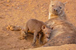 Image of Spotted Hyaenas