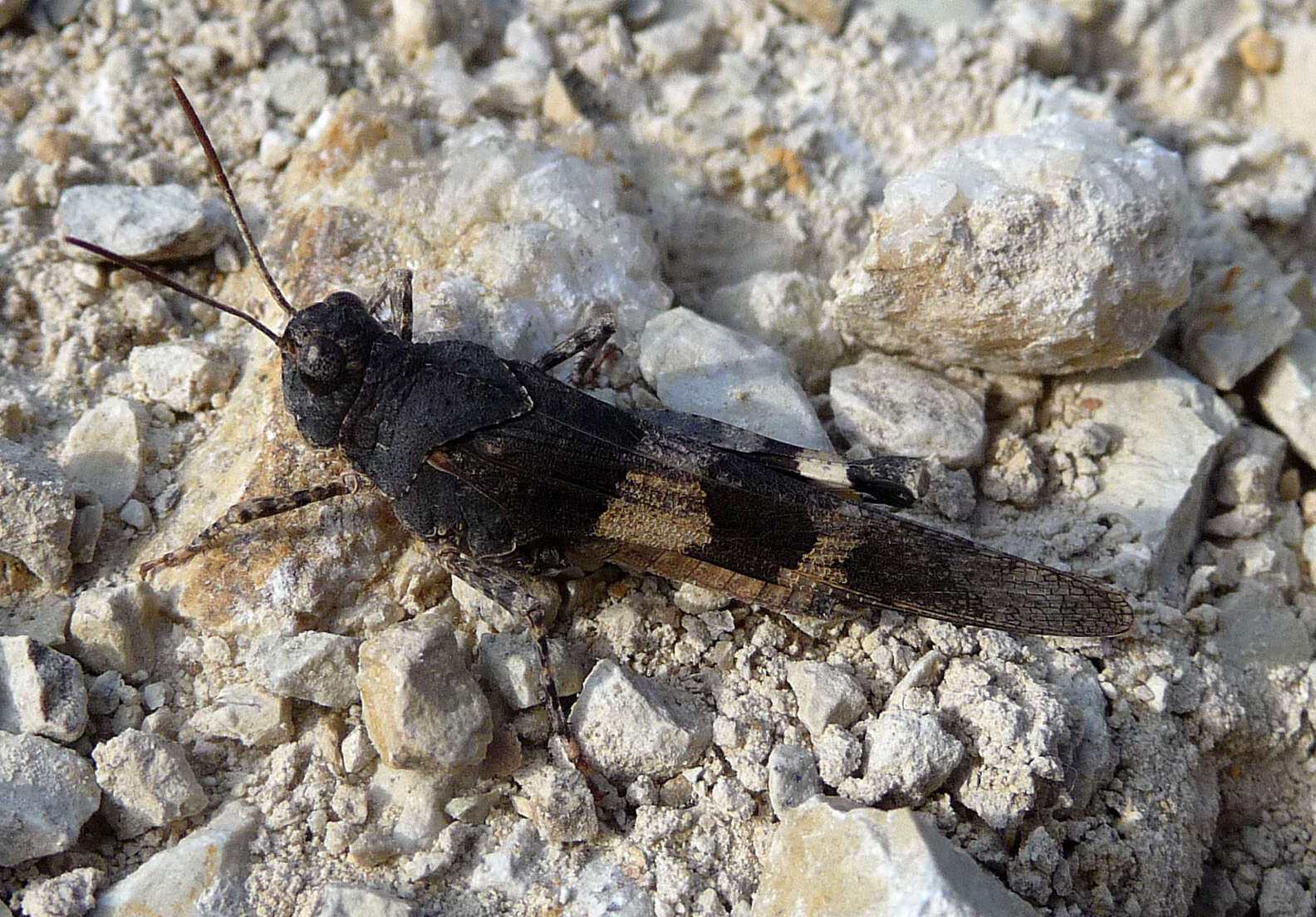 Image of blue-winged grasshopper