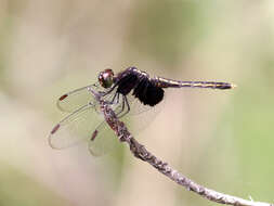 Image of Neurothemis Brauer 1867