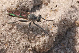 Image of Three-banded Robber Fly