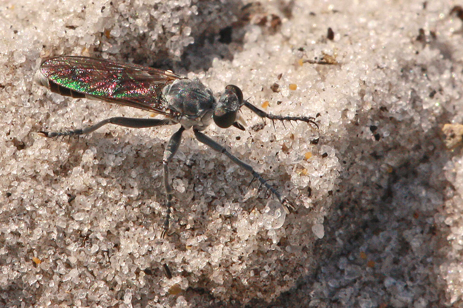 Image of Three-banded Robber Fly