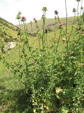 Image of Milk thistle