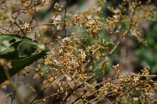 Image of Connarus paniculatus Roxb.