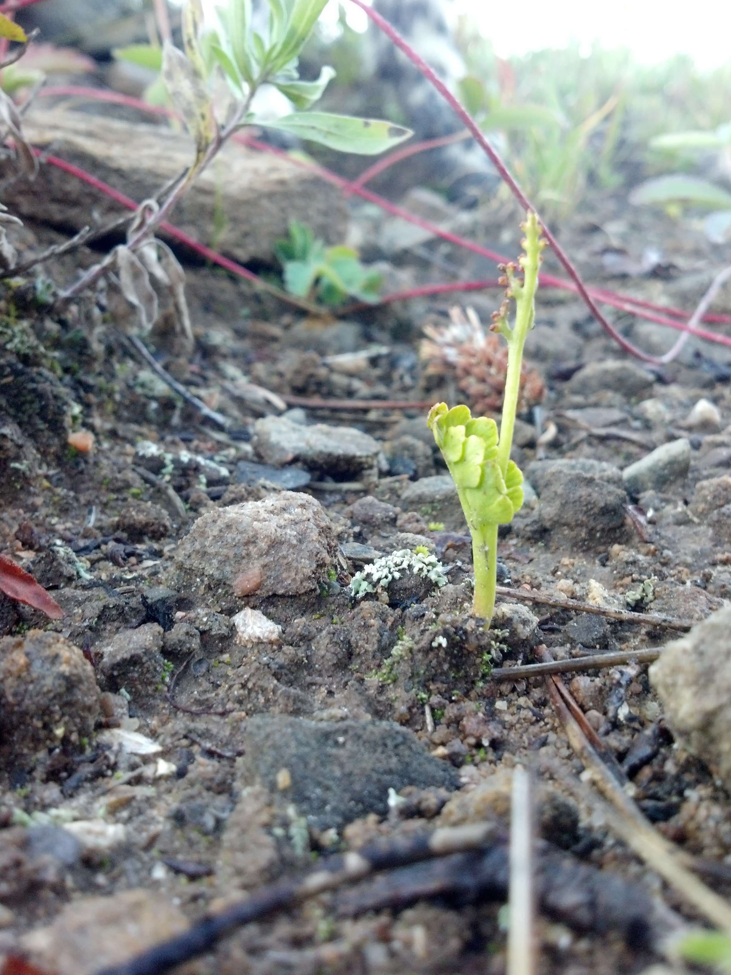 Image of Botrychium neolunaria Stensvold & Farrar