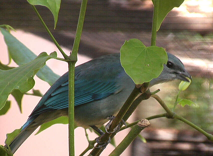 Image of Sayaca Tanager