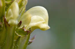 Imagem de Pedicularis comosa L.