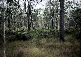 Image of Banksia robur Cav.