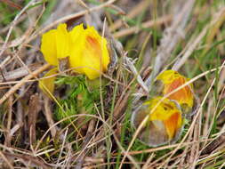 Image of pheasant's eye