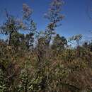 Image of Vernonanthura polyanthes (Spreng.) A. J. Vega & Dematt.