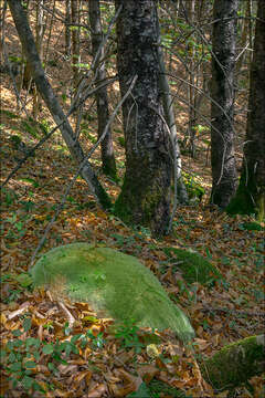 Image of leucobryum moss