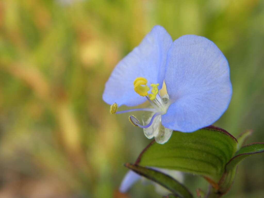 Image de Commelina