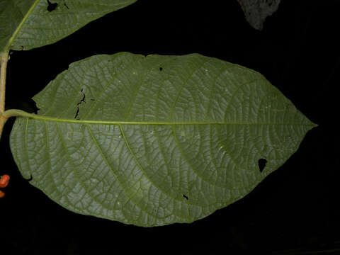 Image of Bunchosia macrophylla Rose ex Pittier