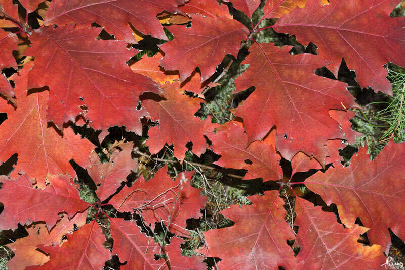 Image of Northern Red Oak