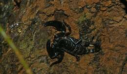 Image of Asian forest scorpion