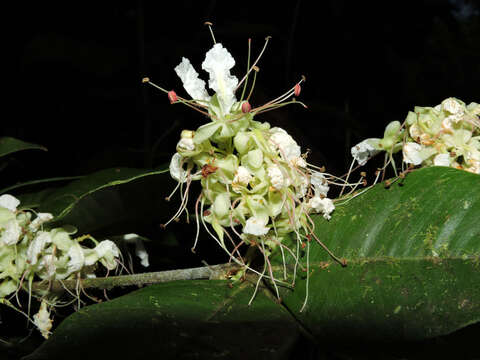 Image of Macrolobium costaricense W. C. Burger