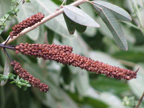 Image de Veronicastrum