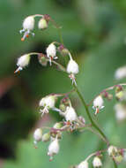 Image of hairy alumroot