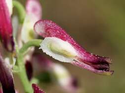 Image of Fumitory