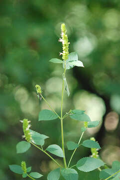 Image of Yellow Giant Hyssop