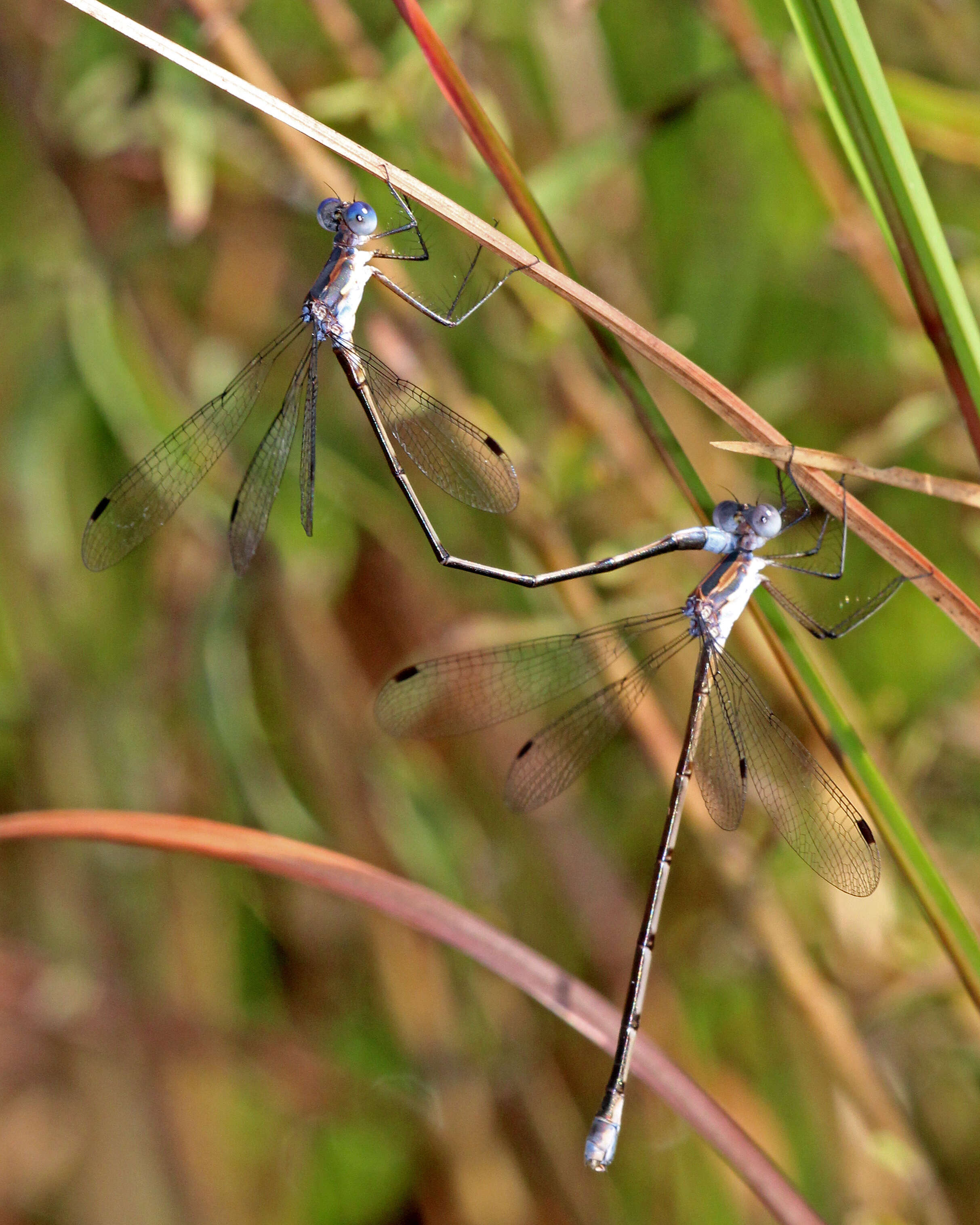 Lestes vidua Hagen 1861 resmi