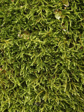 Image of hypnum moss