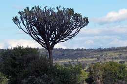 Image of Common Cadelabra tree