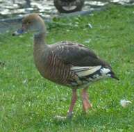 Image of Grass Whistling Duck