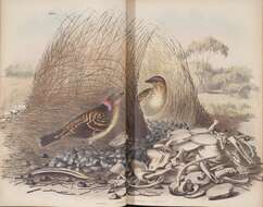 Image of bowerbirds