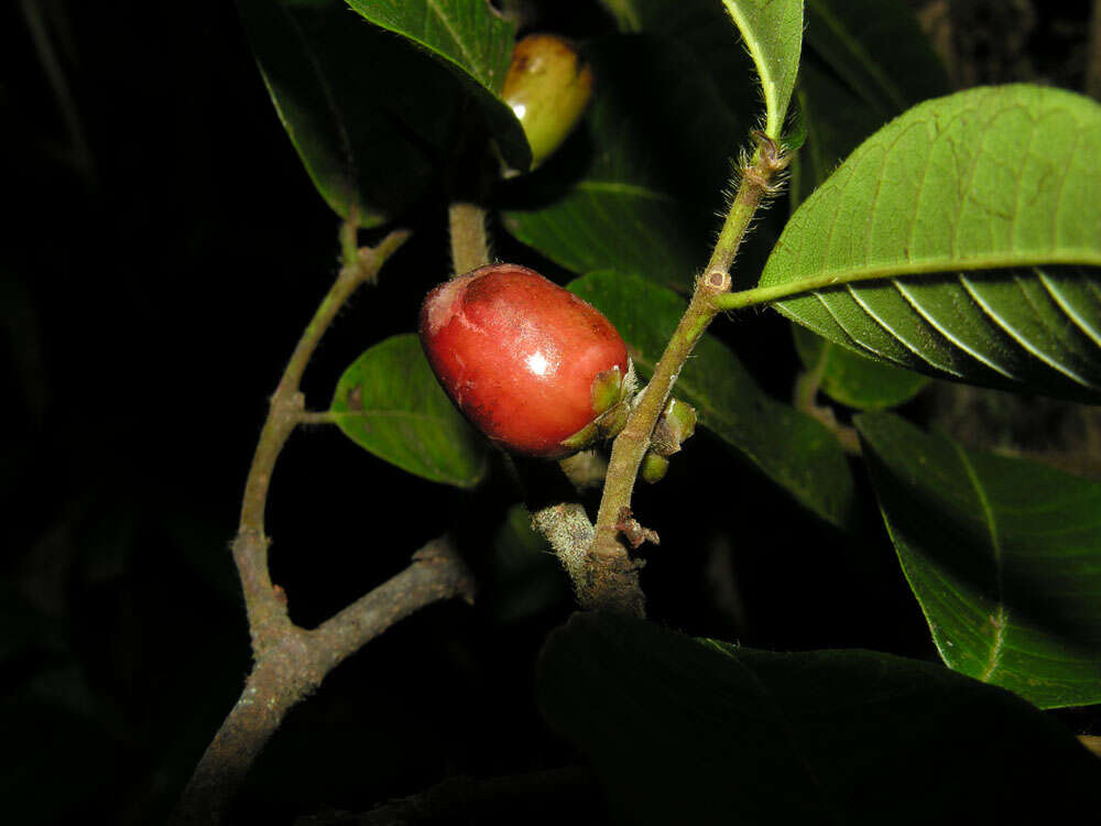 Plancia ëd Pseudolmedia glabrata (Liebm.) C. C. Berg