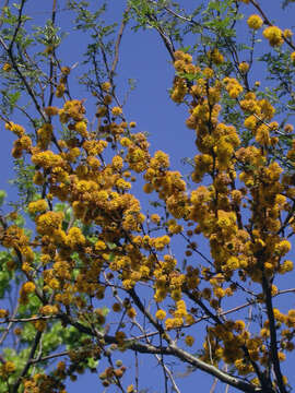 Plancia ëd Vachellia caven (Molina) Seigler & Ebinger