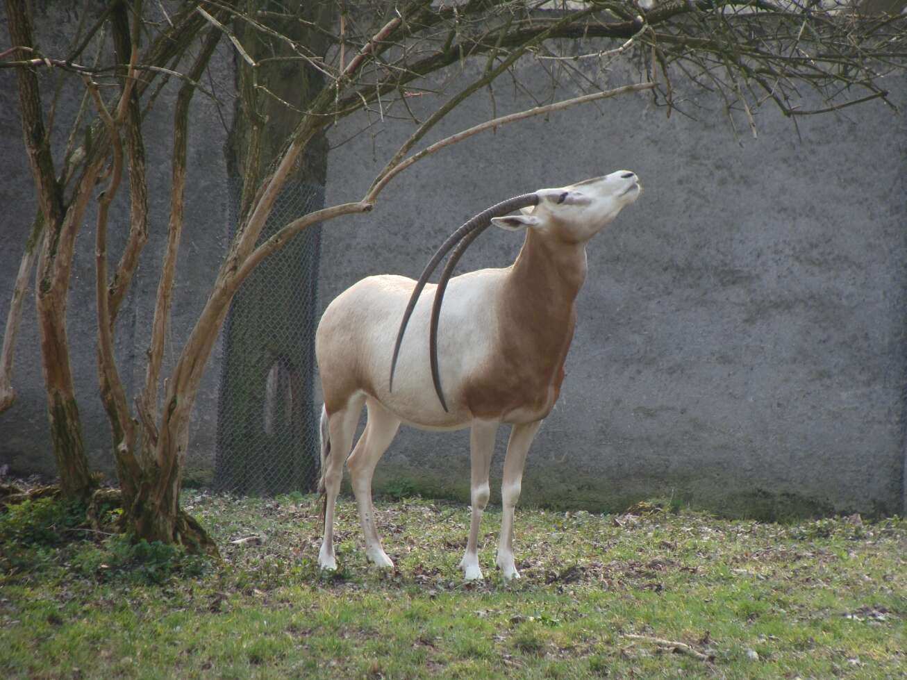 Image of Scimitar-horned Oryx