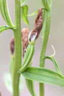 Image of cephalanthera