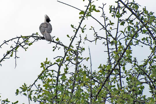 Image of Grey Go-away-bird