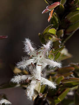 Image de Pentachondra involucrata R. Br.