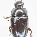 Image of Pollen beetle