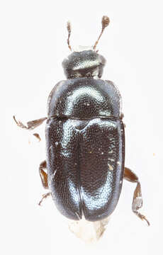 Image of Pollen beetle