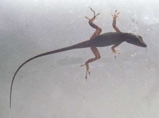 Image of Leach's Anole