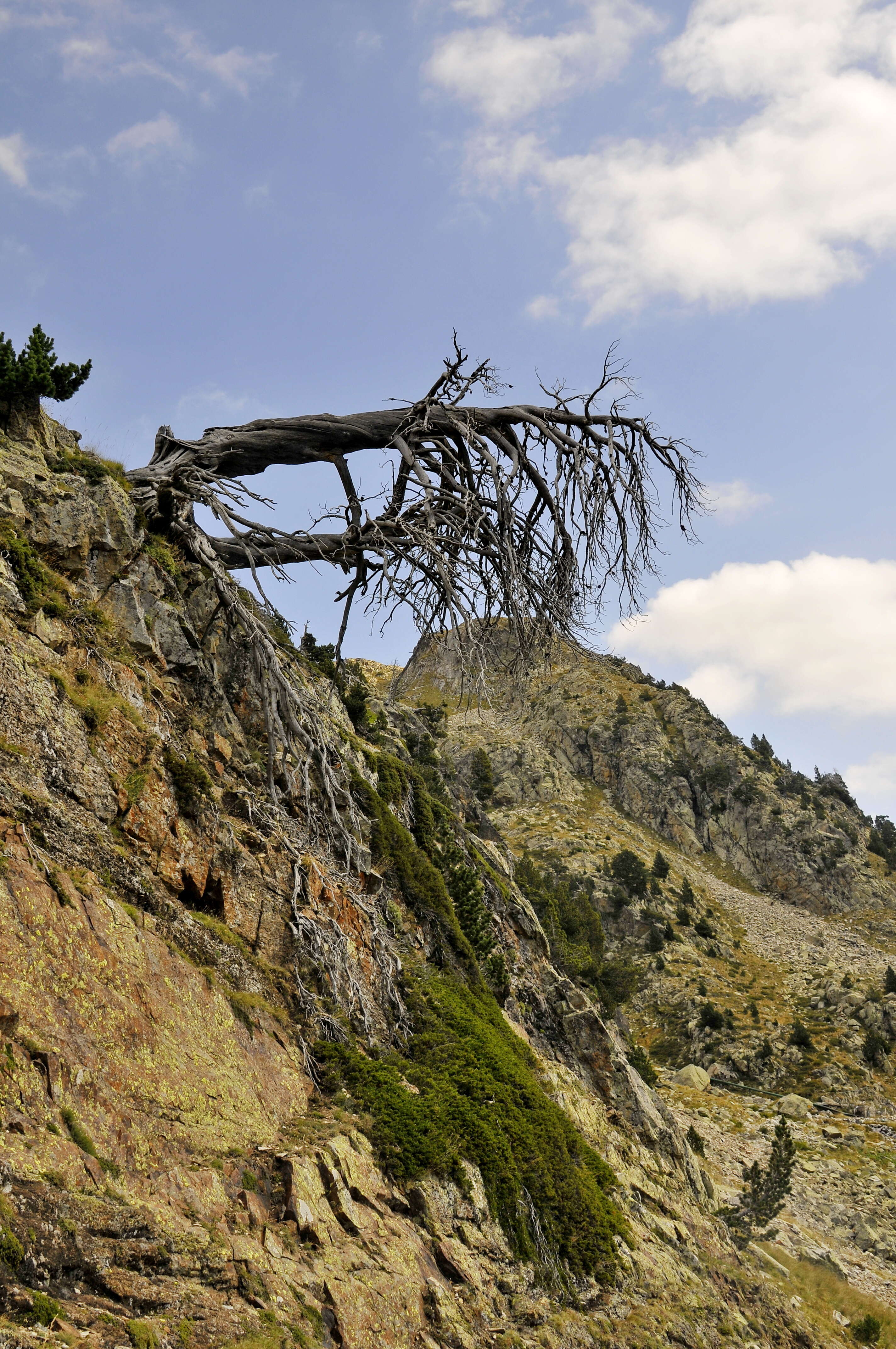 Image of Mountain Pine