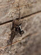 Image of wolf spiders