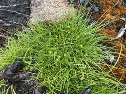 Image of Gray Bog Sedge