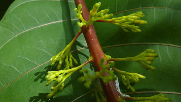 Plancia ëd Palicourea blanchetiana Schltdl.