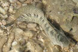 Image of Orange-spotted Blenny