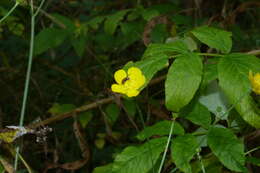 Image of common buttercup