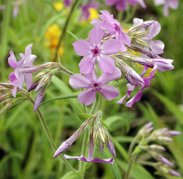 Image of downy phlox