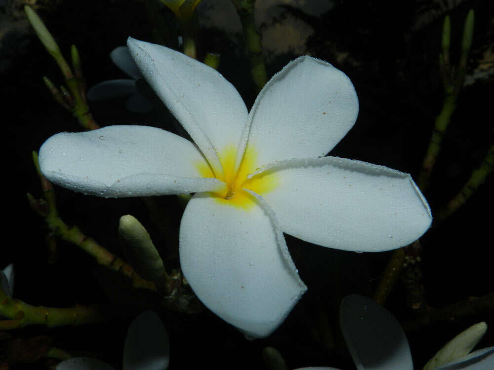 Image de Plumeria rubra L.