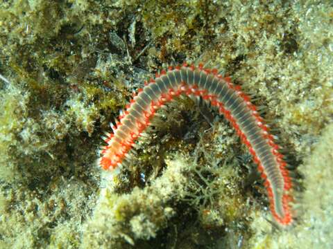 Image of Bearded Fireworm