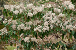 Image of Miconia argentea (Sw.) DC.