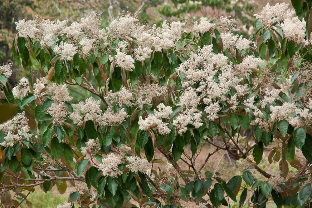 Image of Miconia argentea (Sw.) DC.