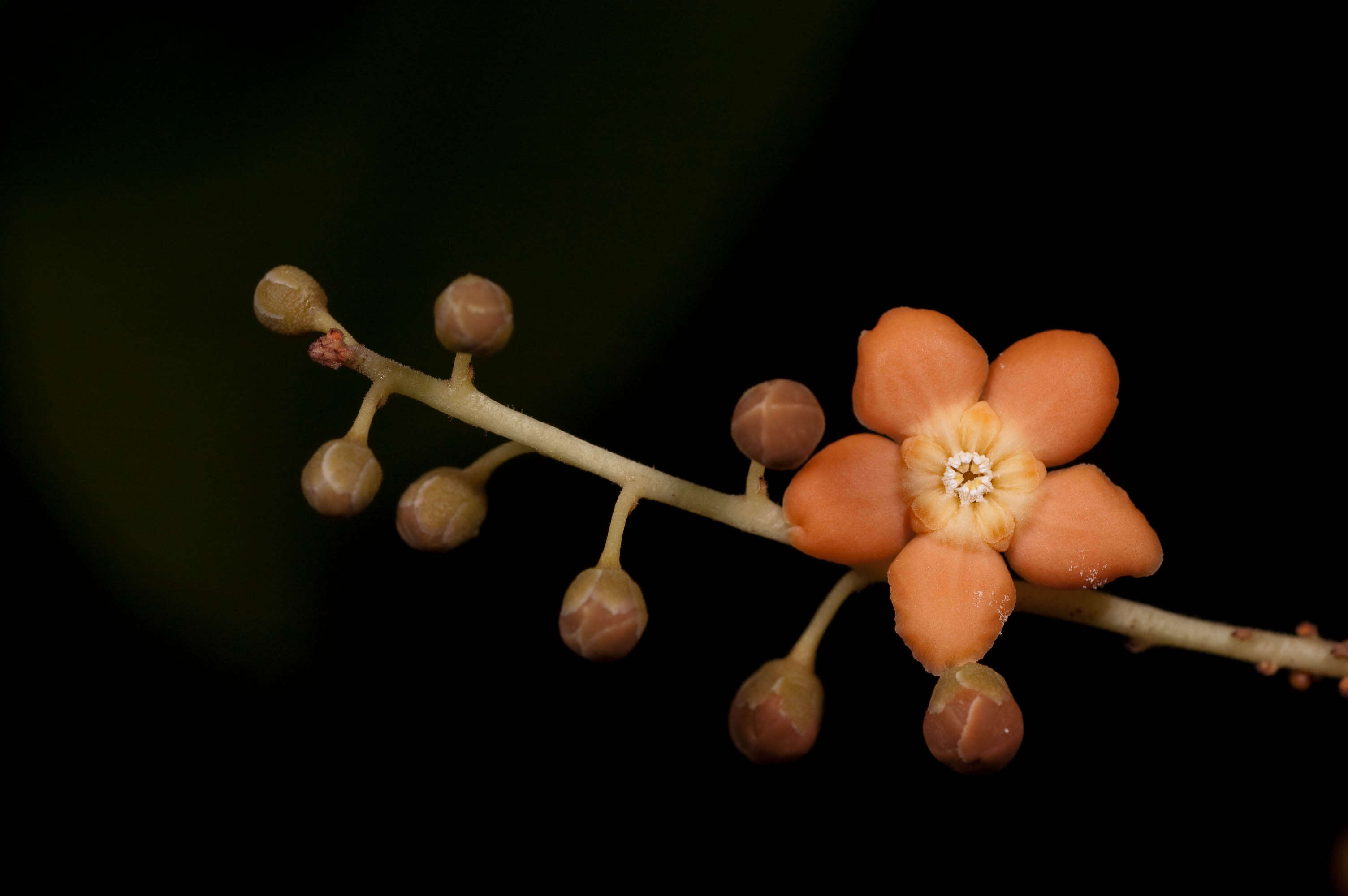 Image of Clavija nutans (Vell.) B. Ståhl